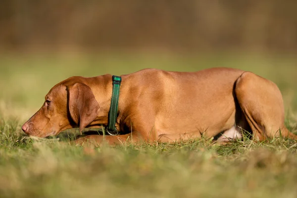 Cane vizsla purosangue — Foto Stock