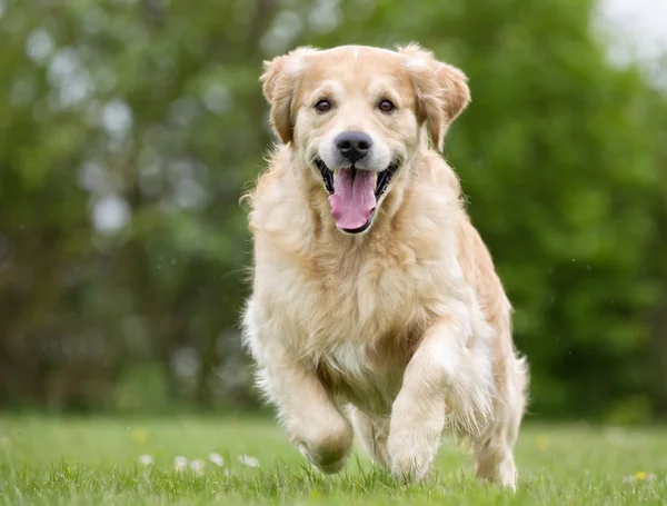 Golden Retriever perro corriendo al aire libre en la naturaleza — Foto de Stock