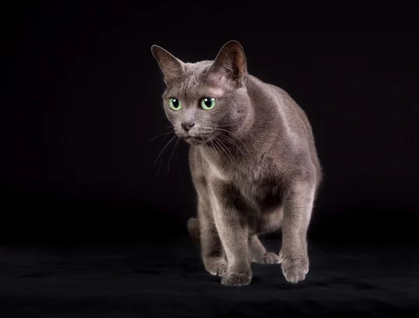 Gato Korat de pura raza — Foto de Stock
