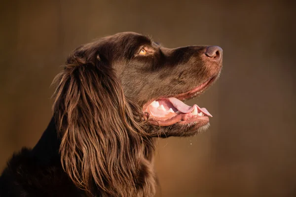 Purebred pointer dog — Stock Photo, Image