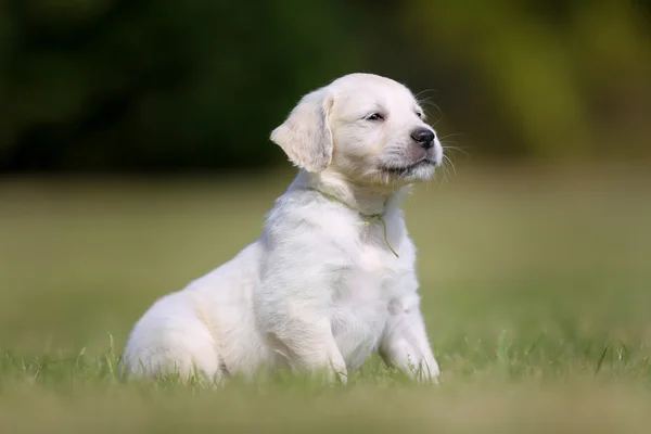 Weiße reinrassige Golden Retriever Welpen — Stockfoto