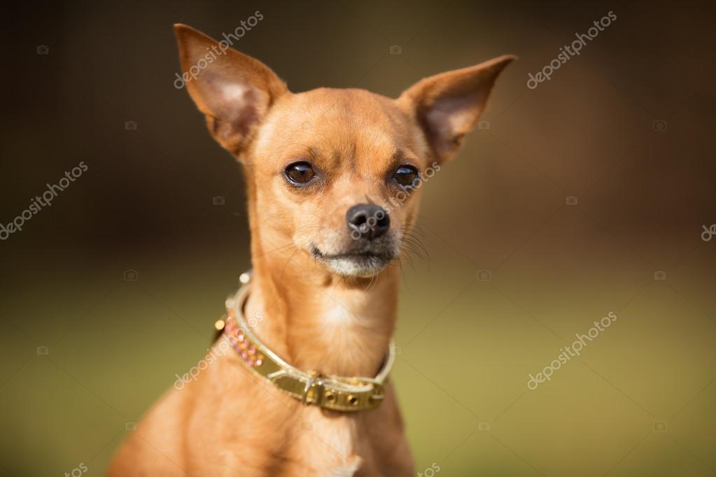 Pinscher Nain Images Libres De Droit Photos De Pinscher Nain Depositphotos