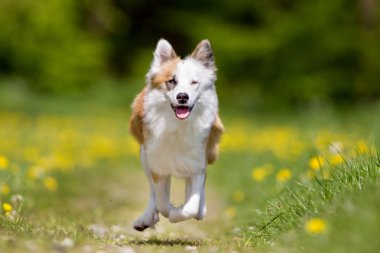 Açık havada doğada İzlanda çoban köpeği