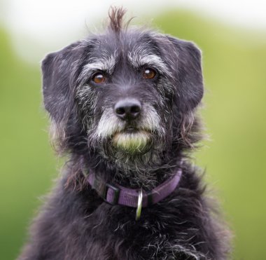 Köpek açık havada doğa içinde