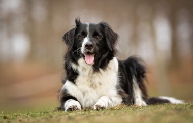 Kenar kömür ocağı köpek açık havada doğa içinde