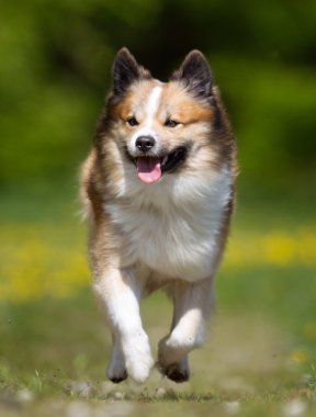 Açık havada doğada İzlanda çoban köpeği