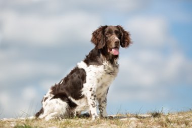 Kleiner Munsterlander köpek açık havada doğa içinde