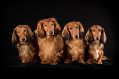 Dört uzun saçlı dachshund köpek