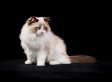 Safkan ragdoll kedi