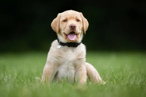 Feliz y sonriente cachorro labrador retriever — Foto de Stock