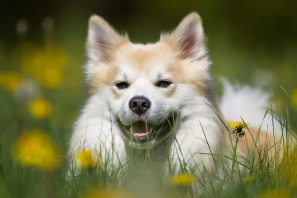 Icelandic Sheepdog outdoors in nature — Stock Photo, Image