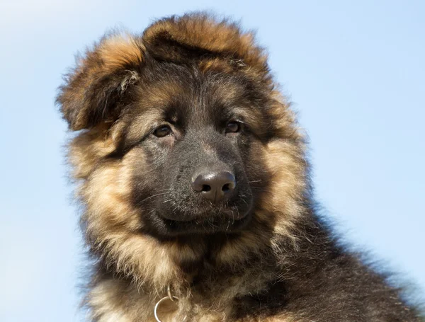 Pastore tedesco cucciolo di cane all'aperto in natura — Foto Stock