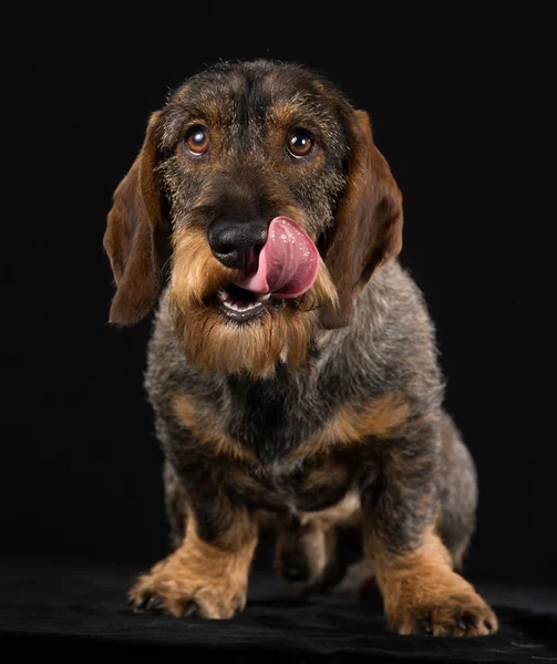 Wirehaired jamnik — Zdjęcie stockowe