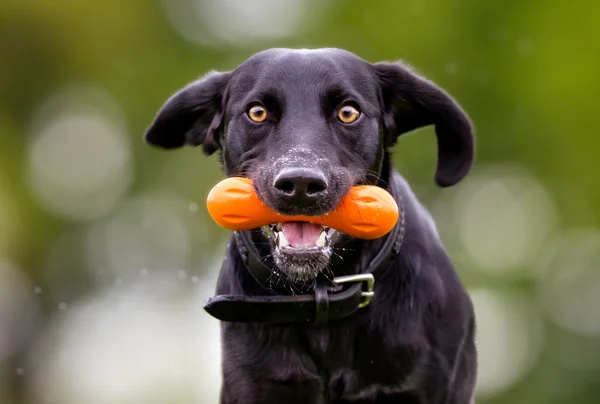 Misto raça cão ao ar livre na natureza — Fotografia de Stock