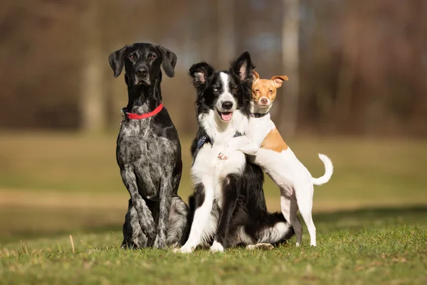 Tres perros al aire libre en la naturaleza — Foto de Stock