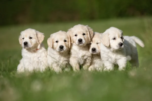 Wurf von fünf Golden Retriever Welpen — Stockfoto