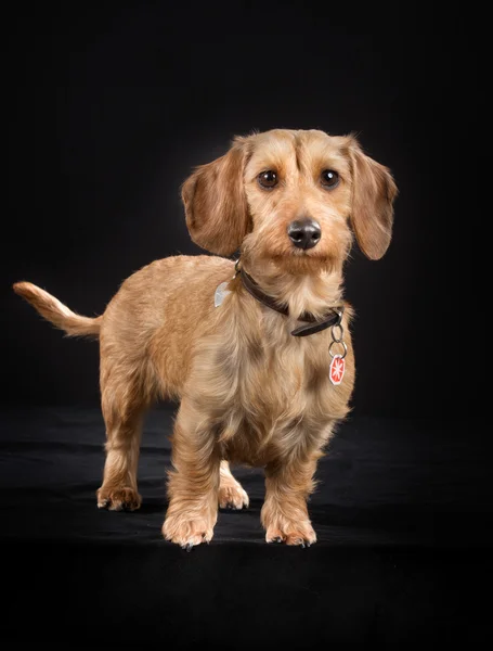 Wirehaired jamnik — Zdjęcie stockowe