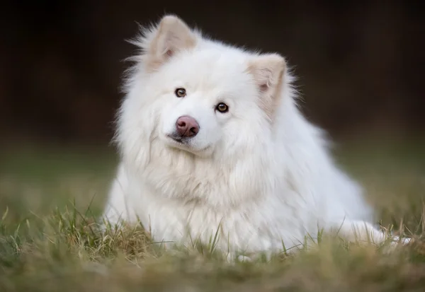 Rasechte hond — Stockfoto