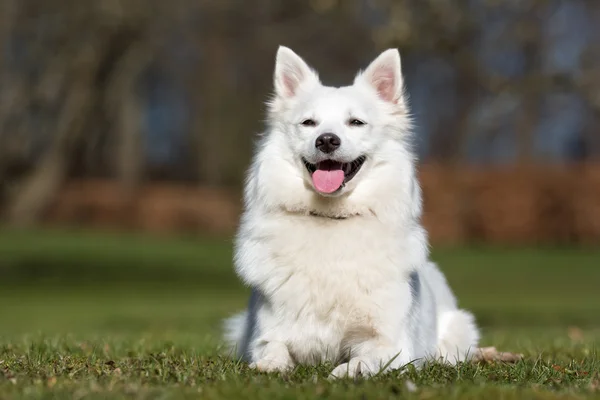 Samojeed hond buiten in de natuur — Stockfoto