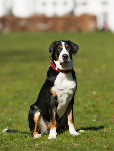 Doğada açık havada büyük İsviçre dağ köpek — Stok fotoğraf