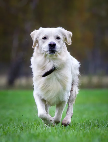 Golden cane retriever nella giornata di sole — Foto Stock