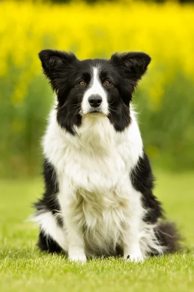 屋外で自然のボーダーコリー犬 — ストック写真