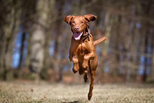 Kooikerhondje câine în aer liber în natură — Fotografie, imagine de stoc