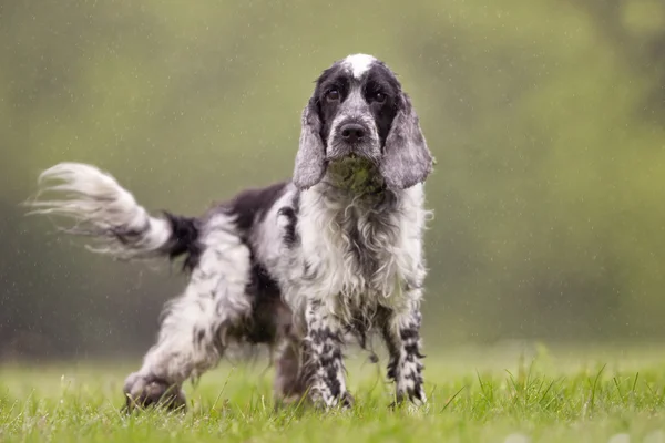 Cocker spaniel dog outdoors in nature — Stock Photo, Image