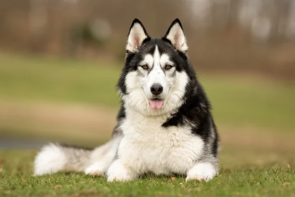 Siberian Husky cão ao ar livre na natureza — Fotografia de Stock