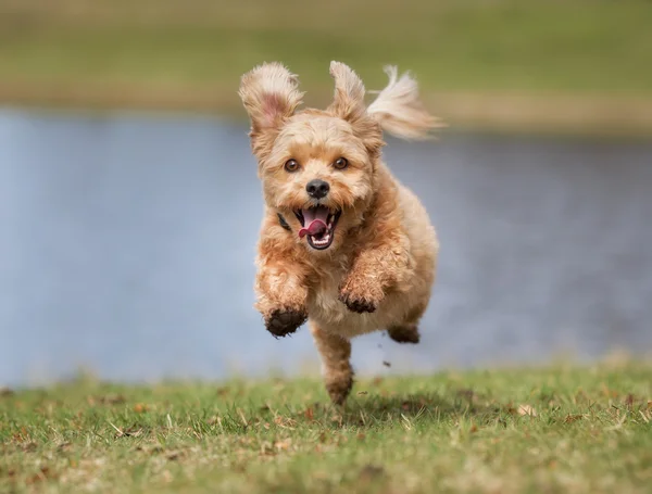 Câine în aer liber în natură — Fotografie, imagine de stoc