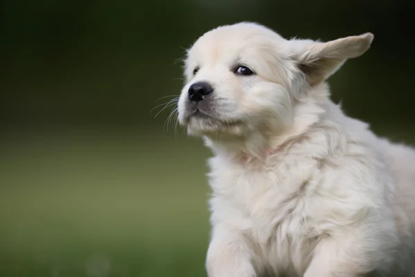 Jonge gouden retriever pup — Stockfoto