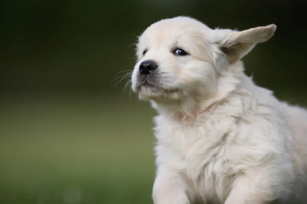 Jeune chiot golden retriever — Photo