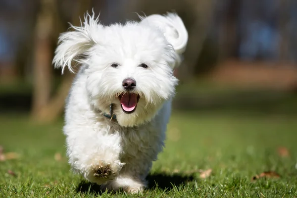 Bumbac de Tulear câine care rulează în aer liber în natură — Fotografie, imagine de stoc