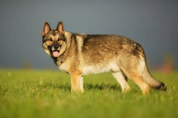 Yetişkin Alman çoban köpeği — Stok fotoğraf