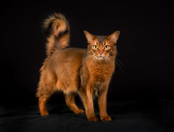 Gato somali de raça pura — Fotografia de Stock