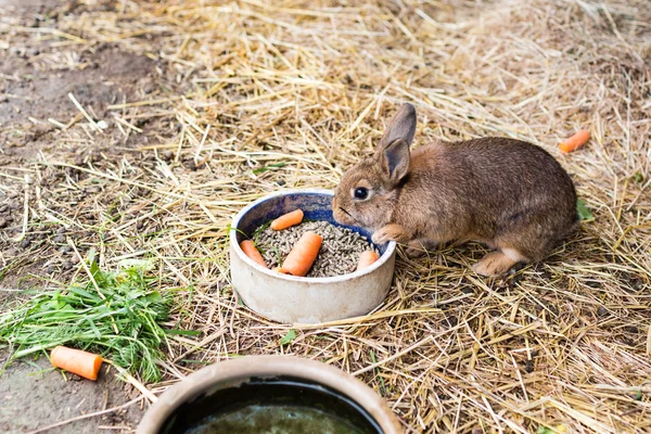 Rabbit eating carrot from food bowl — Stock Photo, Image