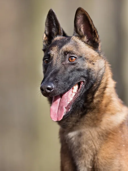 Fajtiszta belga Malinois kutya — Stock Fotó