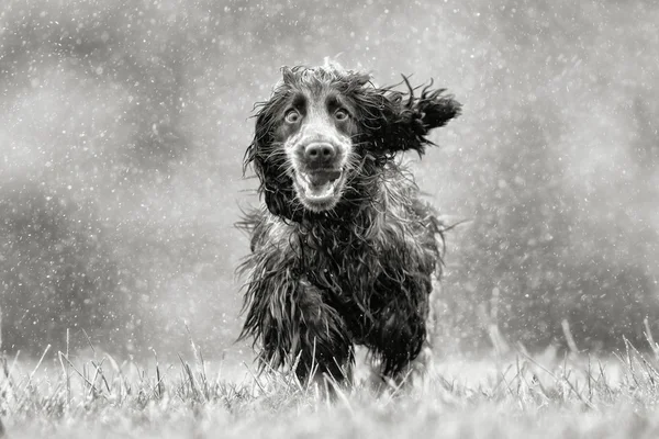 Black and white picture of cocker spaniel dog — Stock Photo, Image