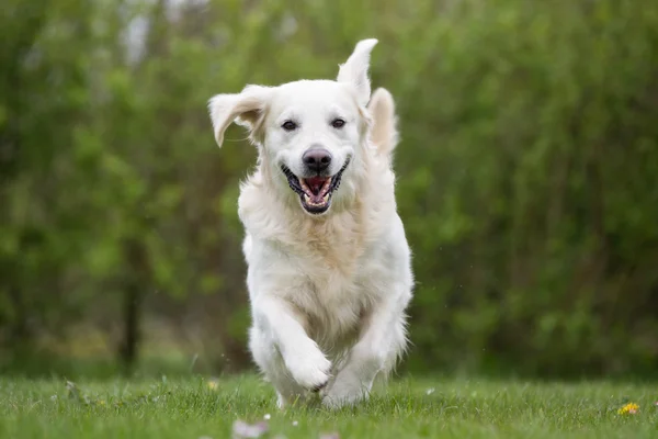 Golden Retriever câine care rulează în aer liber în natură — Fotografie, imagine de stoc