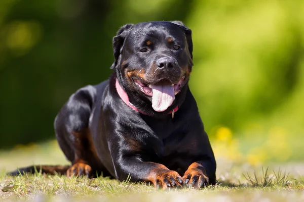 Pies Rottweiler na zewnątrz w przyrodzie — Zdjęcie stockowe