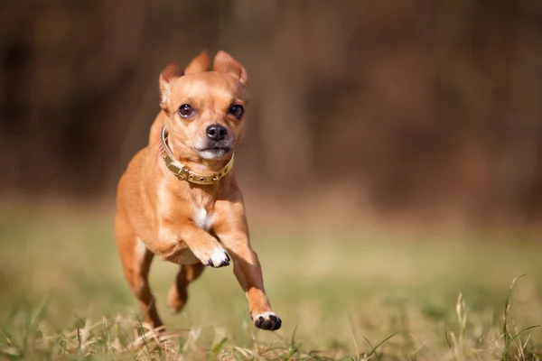 Puhdasrotuinen koira — kuvapankkivalokuva