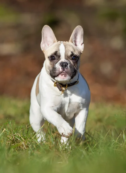 Renrasig fransk bulldog — Stockfoto