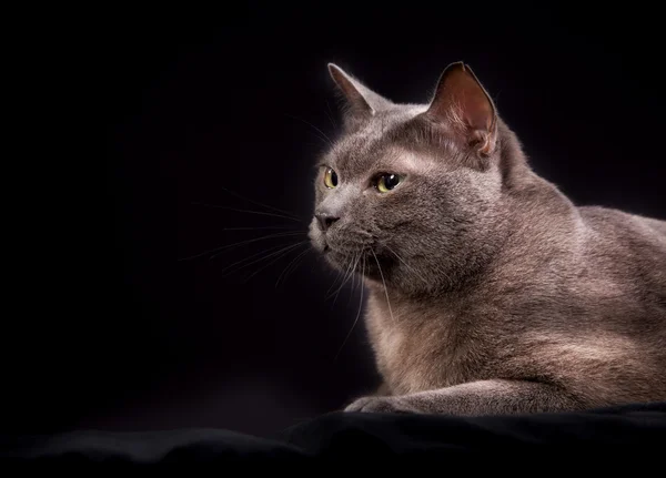 Gato korat de raça pura — Fotografia de Stock