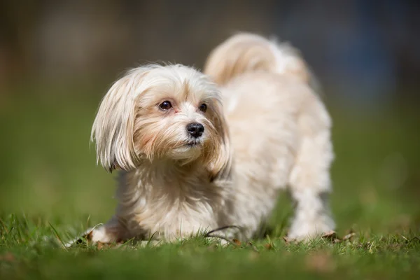 Bichon havanais koira ulkona luonnossa — kuvapankkivalokuva