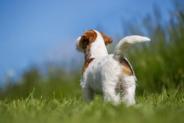 Jack Russell Terrier hond buiten op gras — Stockfoto