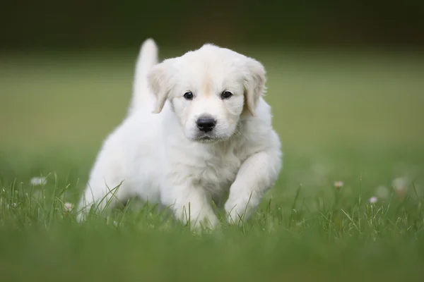 Genç altın geri almak bebek köpek — Stok fotoğraf