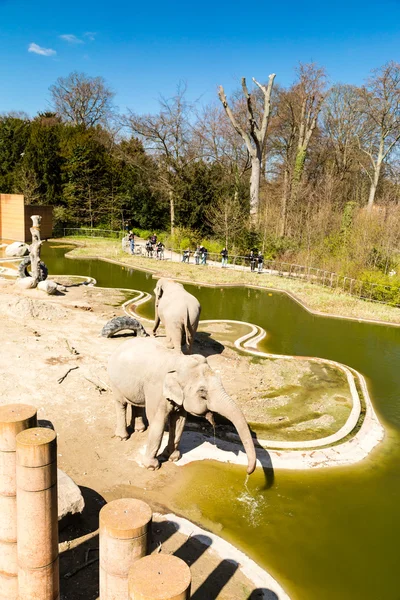 Elephants in Copenhagen Zoological Garden — Stock Photo, Image