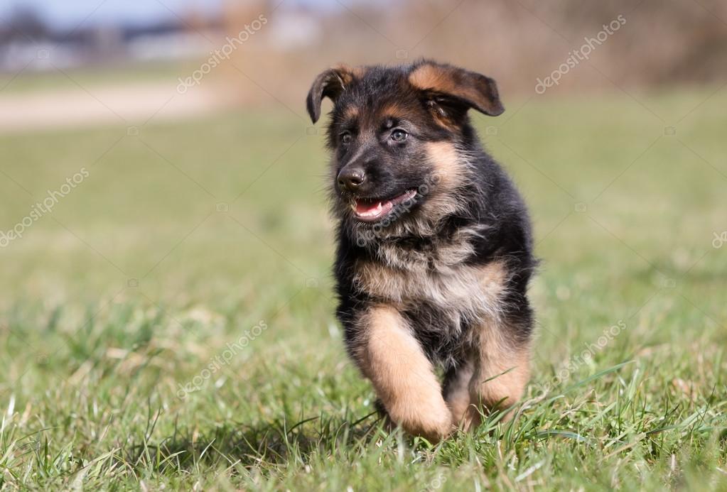 happy german shepherd puppy
