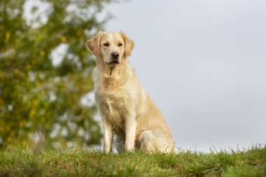 Golden retriever köpek güneşli
