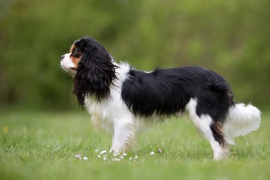 Cavalier King Charles Spaniel köpek açık havada doğa içinde